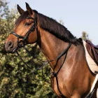 Acavallo Collier martingală - Cob, negru