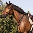 Acavallo Collier martingală - Cob, negru