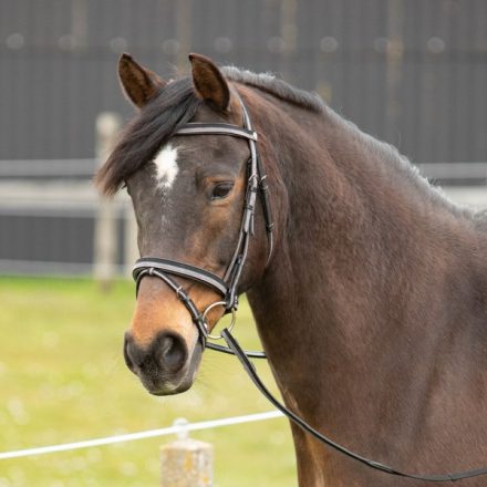 Frâu Harry's Horse Two-Tone