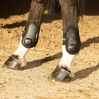 Cositori Harry's Horse Percy Air